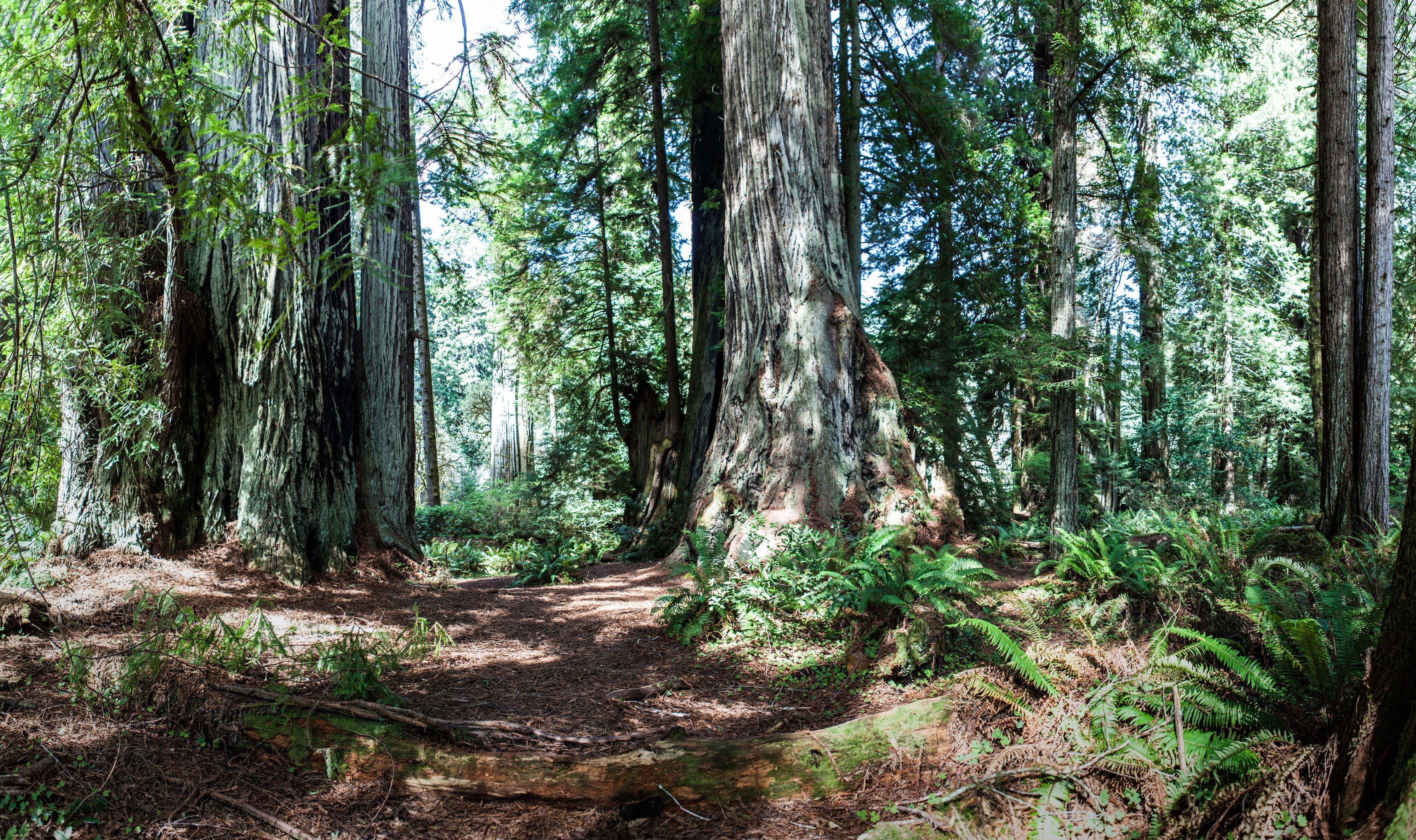 Holiday Inn Express Klamath - Redwood Ntl Pk Area By Ihg Bagian luar foto